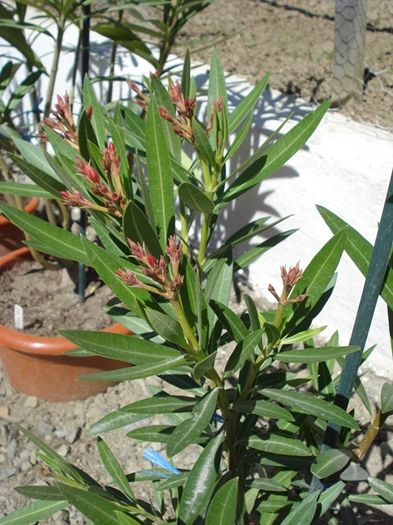 in asteptarea florilor (4)
