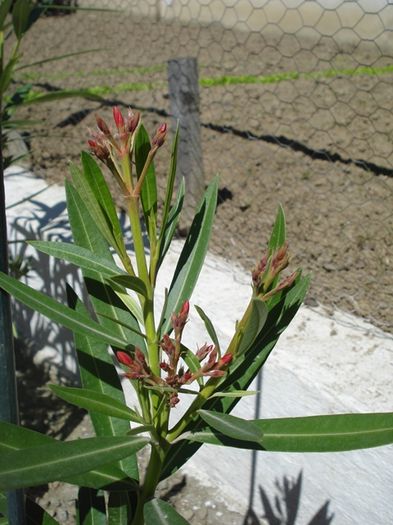 in asteptarea florilor (5)