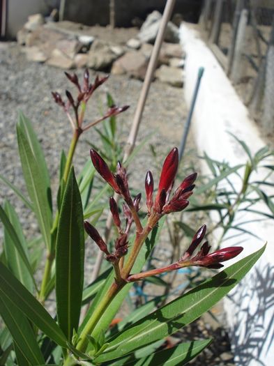 in asteptarea florilor (6)