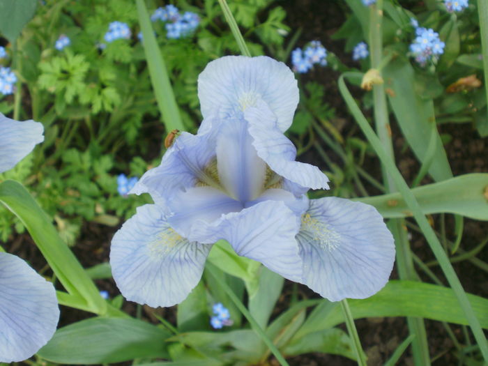 Azurea - Iris pumila 2016