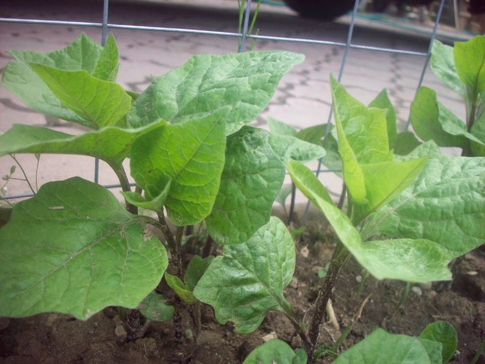 102_3501 - Physalis lampioane