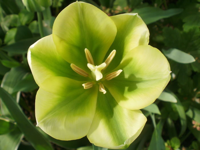 `Spring Green`