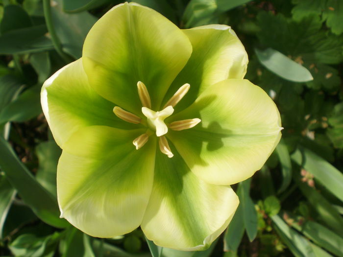 `Spring Green`