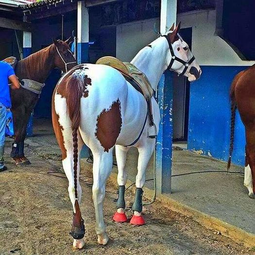 FB_IMG_1460878510707