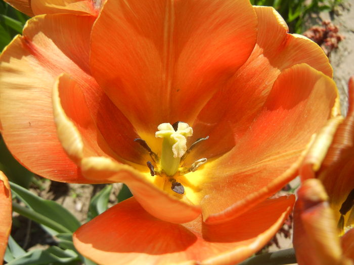 Tulipa Cairo (2015, April 25)