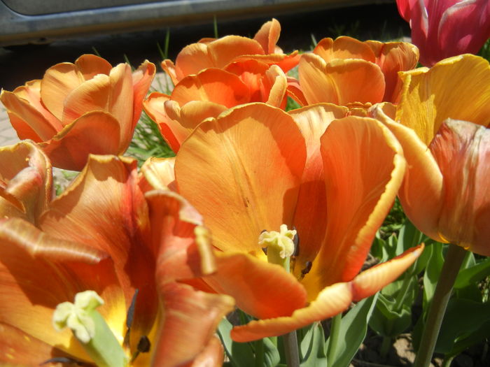 Tulipa Cairo (2015, April 25)