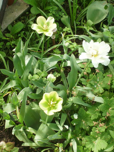 `Spring Green` si `Mount Tacoma`