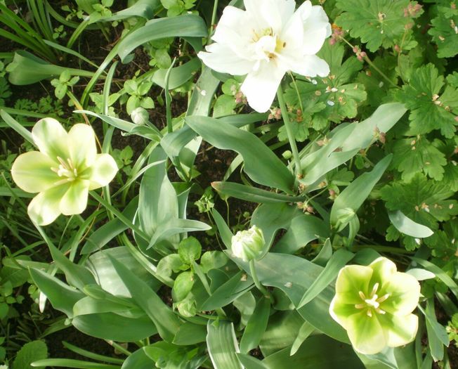 `Spring Green` si `Mount Tacoma`