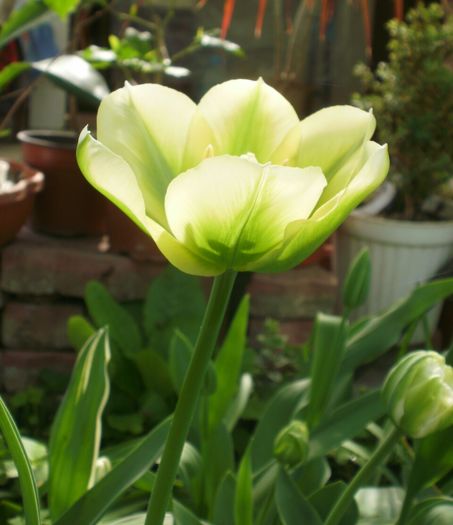 `Spring Green`