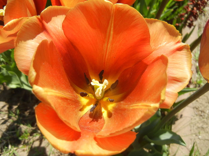Tulipa Cairo (2015, April 25) - Tulipa Cairo