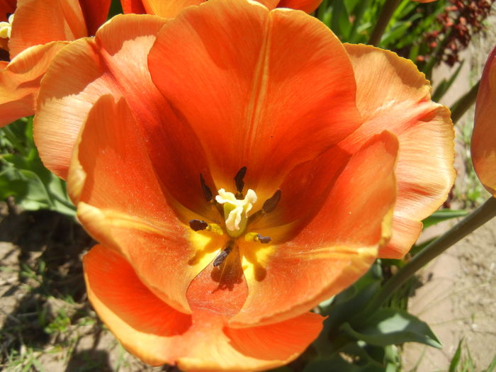 Tulipa Cairo (2015, April 25)