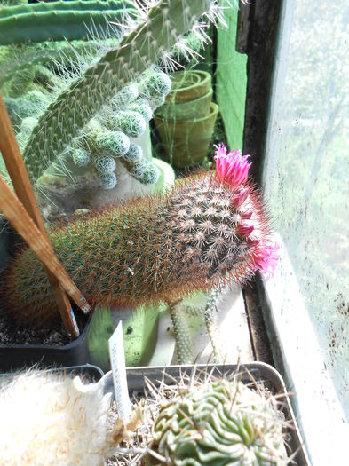 Mammillaria