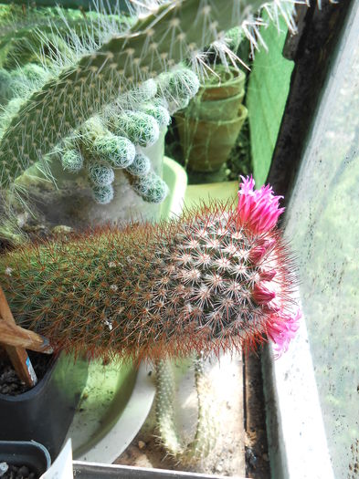 Mammillaria