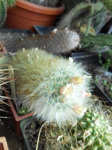 Mammillaria