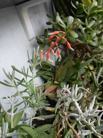 Gasteria