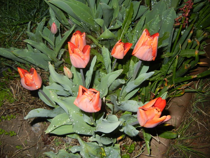 Tulipa Cairo (2016, April 07)