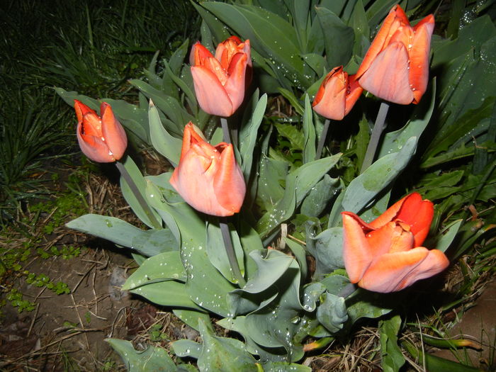 Tulipa Cairo (2016, April 07) - Tulipa Cairo