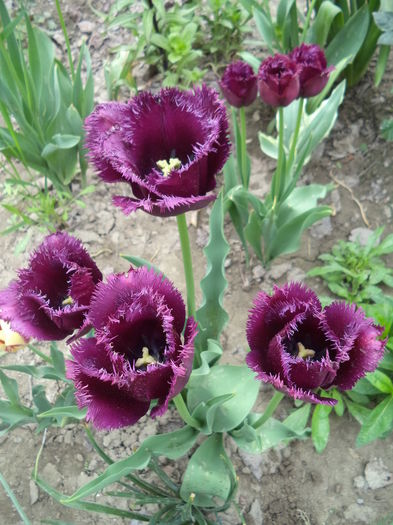 DSC07849 - FLORI DE PRIMAVARA