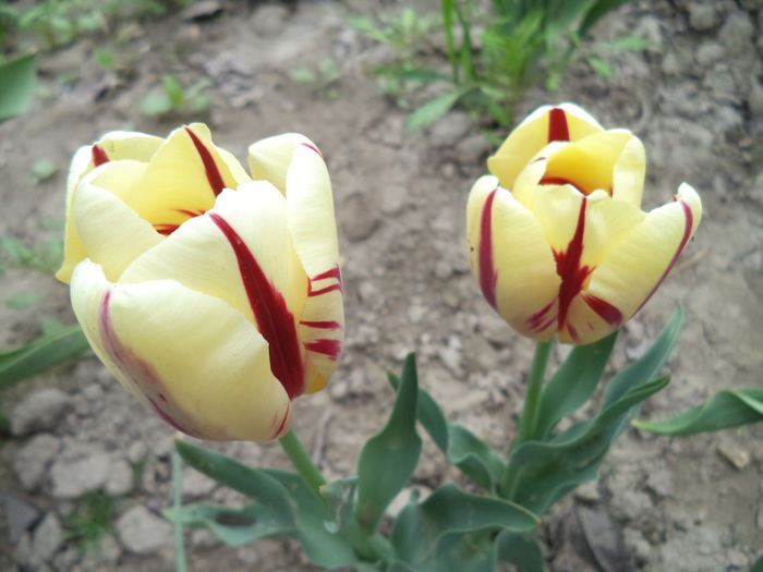 DSC07850 - FLORI DE PRIMAVARA