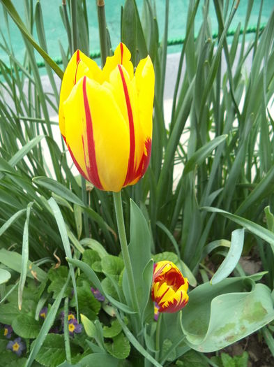 DSC07852 - FLORI DE PRIMAVARA