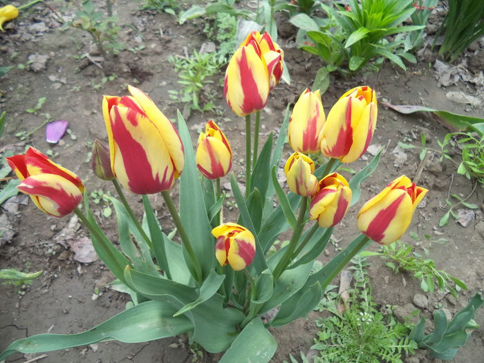 DSC07854 - FLORI DE PRIMAVARA