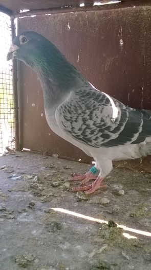 WP_20160417_11_35_53_Pro - MATCA 2016