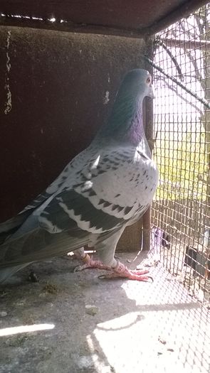 WP_20160417_11_37_30_Pro