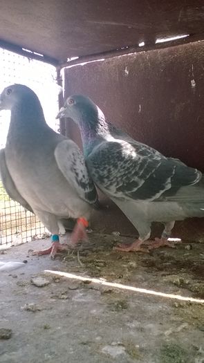 WP_20160417_11_40_52_Pro