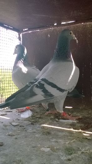 WP_20160417_11_41_58_Pro