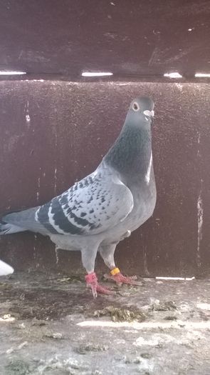 WP_20160417_11_43_10_Pro