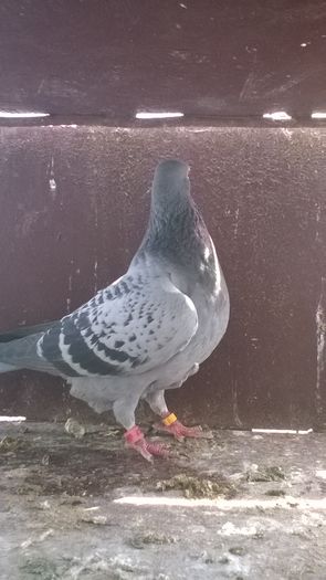 WP_20160417_11_43_12_Pro