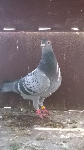 WP_20160417_11_43_14_Pro