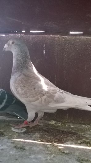 WP_20160417_11_43_24_Pro