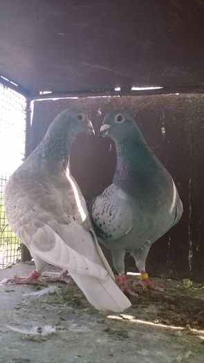 WP_20160417_11_43_36_Pro