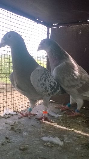 WP_20160417_11_44_33_Pro