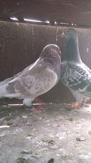 WP_20160417_11_44_43_Pro