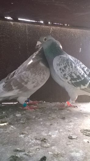 WP_20160417_11_44_45_Pro