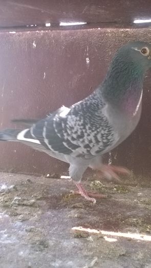 WP_20160417_11_45_36_Pro