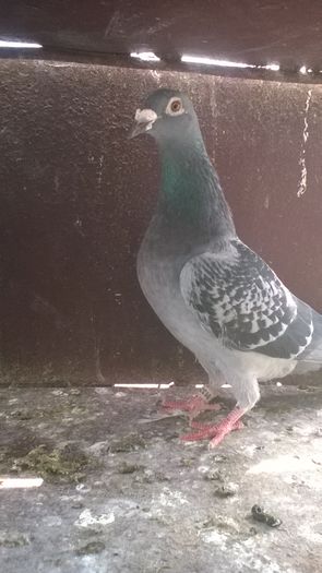 WP_20160417_11_45_39_Pro