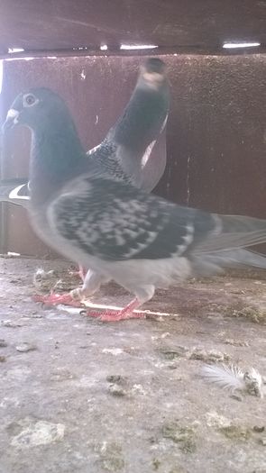 WP_20160417_11_45_46_Pro