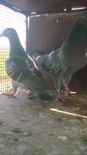 WP_20160417_11_45_57_Pro