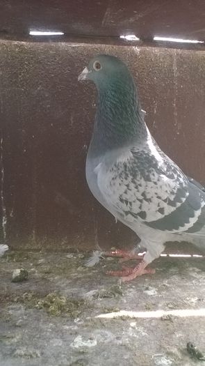 WP_20160417_11_47_05_Pro