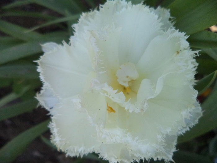 DSC07999 - FLORI DE PRIMAVARA