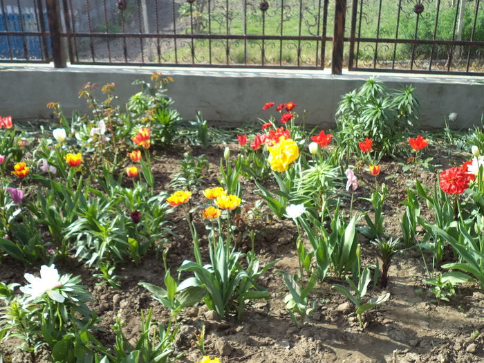 DSC08176 - FLORI DE PRIMAVARA
