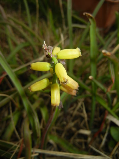 Muscari Golden Fragrance (2016, Apr.08) - Muscari Golden Fragrance