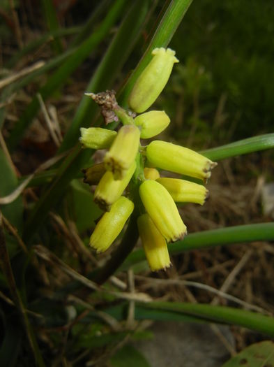 Muscari Golden Fragrance (2016, Apr.08)