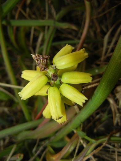 Muscari Golden Fragrance (2016, Apr.08)