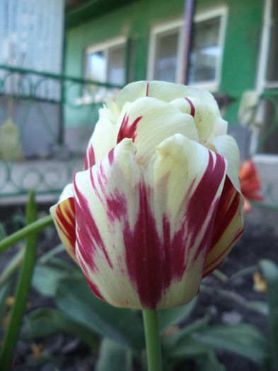 DSC08084 - FLORI DE PRIMAVARA