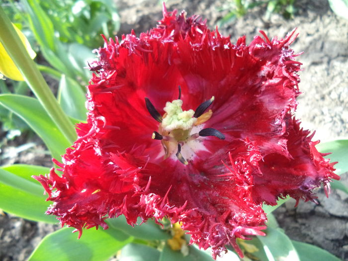 DSC08142 - FLORI DE PRIMAVARA