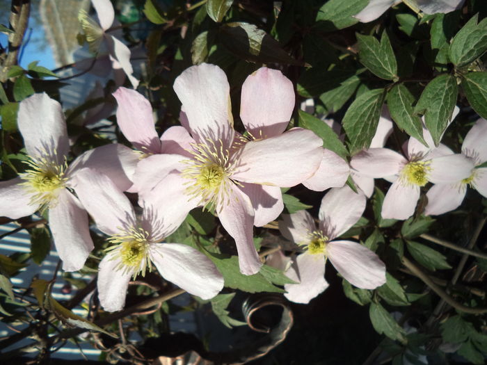 DSC08113 - CLEMATITE